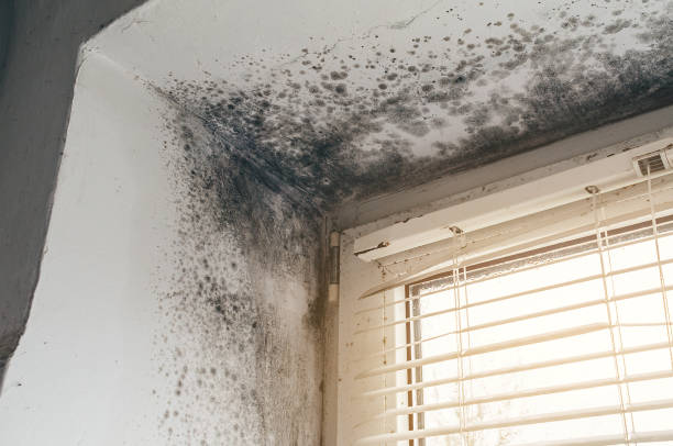 Affordable Mold Cleanup solutions in Carr, CO